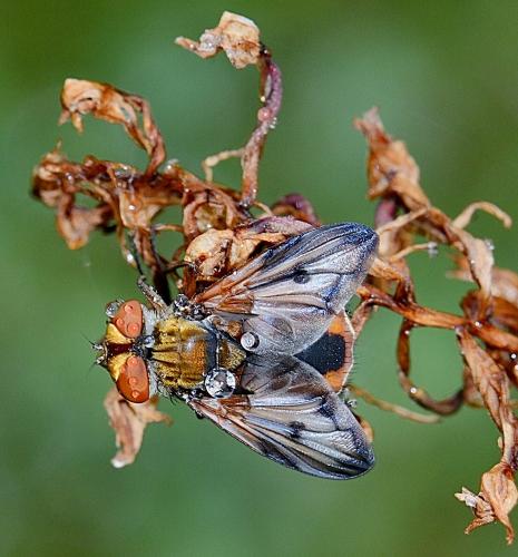 Ectophasia crassipennis